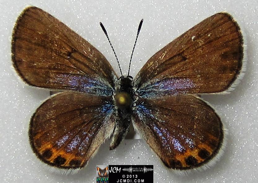 Plebejus emigdionis (San Emigdio Blue Butterfly) image